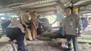 Jambi Pun Menyambut Sapi Kurban Presiden, Semua dari Peternak Lokal
